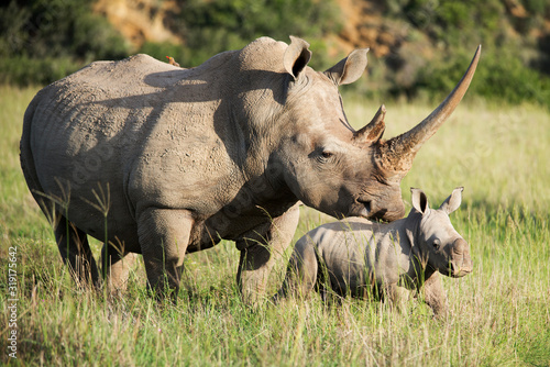 Fotografiet Rhinoceros On Field