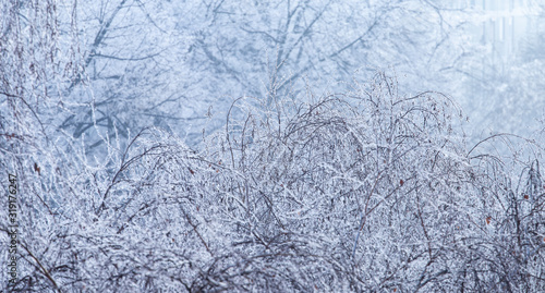 Winter tree branch texture. Trees covered with frost in winter morning. Early winter fog with bare frozen tree branches. winter website cover