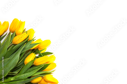 bouquet of beautiful yellow tulips on a white background. Isolated