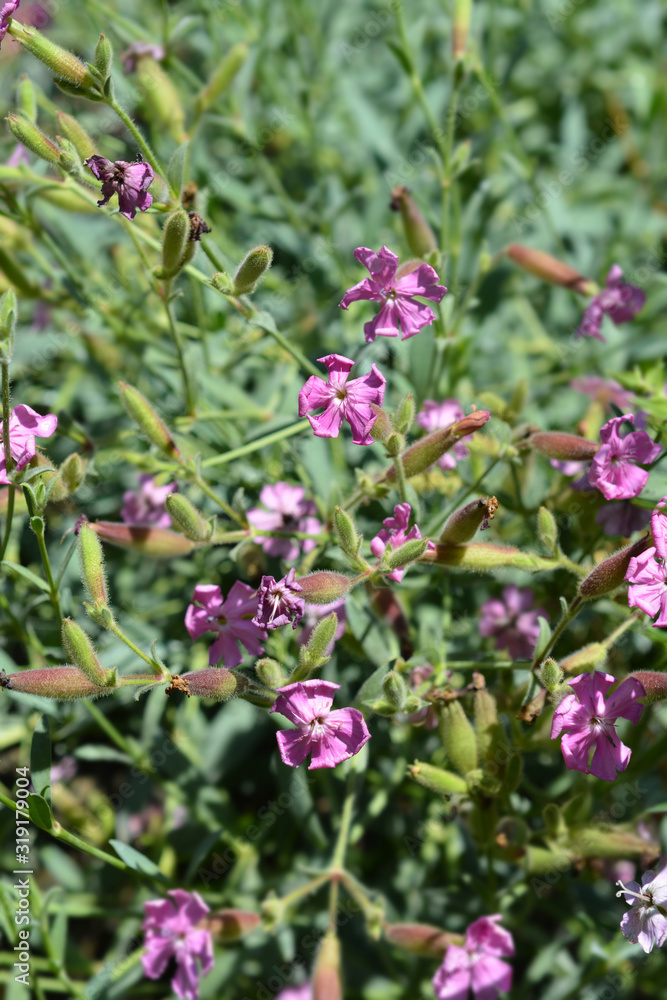 Tufted soapwort Tufted soapwort