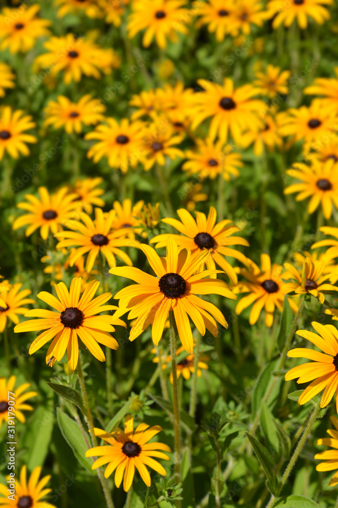 Deams coneflower Deams coneflower