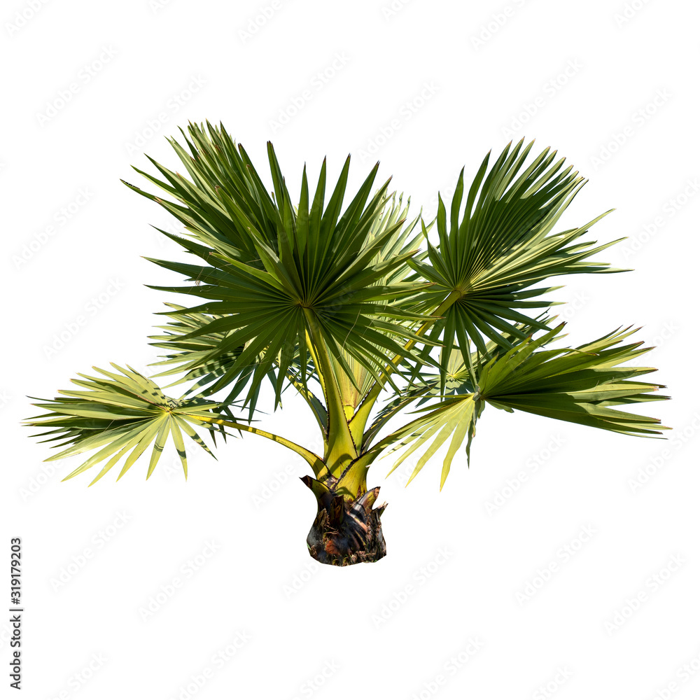 Small or young Sugar palm isolated on the white background. Small or young Sugar palm isolated on the white background.