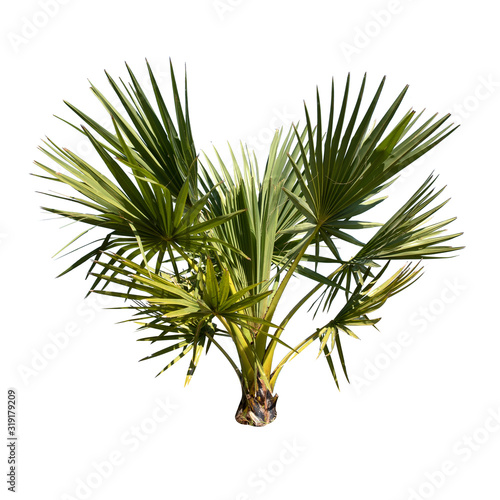 Small or young Sugar palm isolated on the white background.