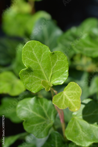 Wallpaper Mural Common ivy Torontodigital.ca