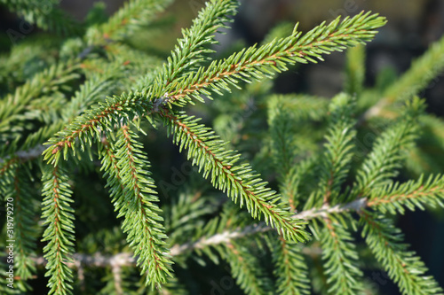Oriental spruce Aureospicata