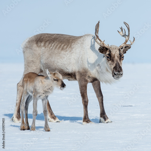 reindeer in the spring, female reindeer with offspring