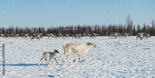 reindeer in the spring  female reindeer with offspring