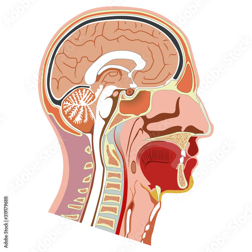 Human head internal anatomy illustration. Ideal for training materials and medical education