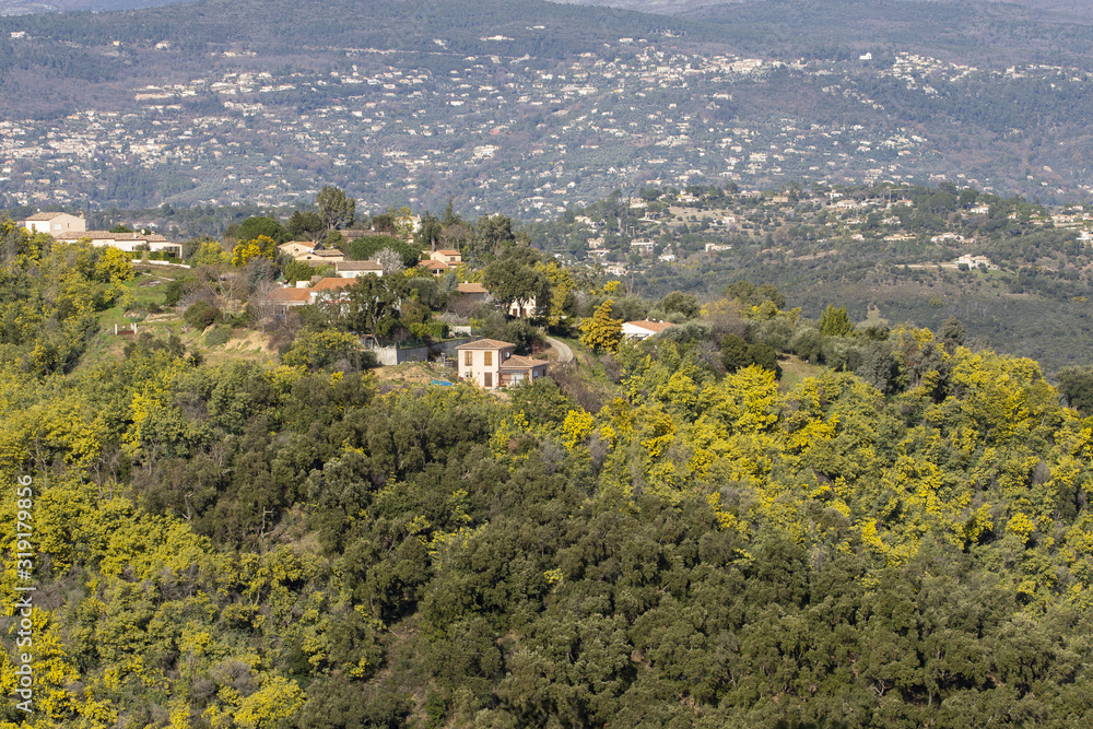 Mimosa trees in bloom in the south of France near the village of Tanneron