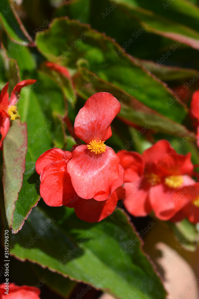 Fototapeta premium Dragon Wing Red Begonia