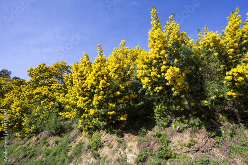 Fototapeta Naklejka Na Ścianę i Meble -  Mimosa trees in bloom in the south of France near the village of Tanneron