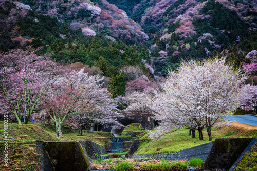 Bild auf Leinwand 霞間ヶ渓の桜