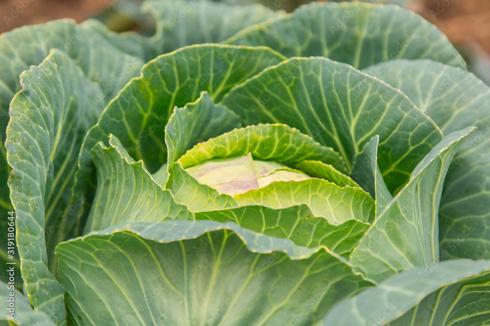 Fresh green cabbage in farm field vegetable organic background. Close-up of cabbage cabbage in the garden on a garden bed. Fresh green cabbage in farm field vegetable organic background. Close-up of cabbage cabbage in the garden on a garden bed.