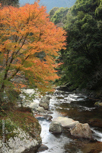 河津七滝の紅葉 © uttyan