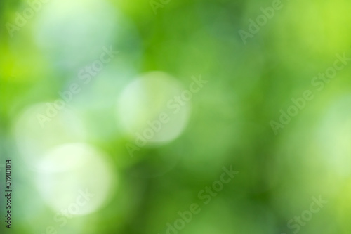 Green bokeh background from nature forest out of focus