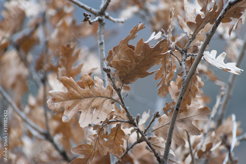 autumn dry leaves on tree