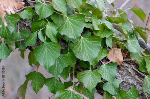 green leaves background