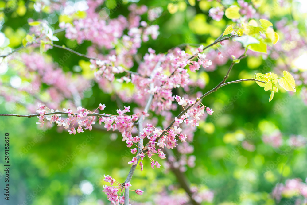 Beautiful spring blossom. Pink sakura flowers on green background. Selective focus Beautiful spring blossom. Pink sakura flowers on green background. Selective focus