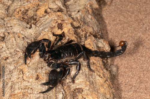 Large Venomous Forest Black Scorpion © Dennis Donohue