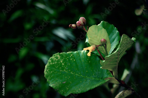  simpur leaf tree photo