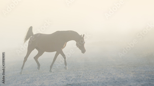 The silhouette of a beautiful arabian horse running free in the foggy haze, a portrait in motion in the mist