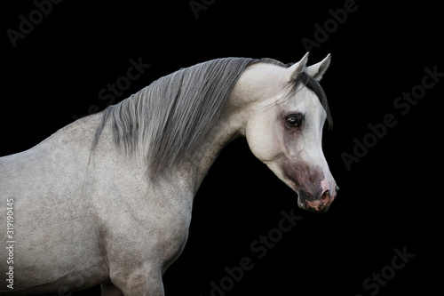 Head of a beautiful grey Arabian horse with a long mane on black background  closeup portrait.