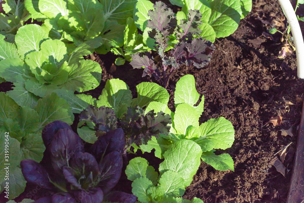 Mix of Chinese cabbage, purple bok choy and red Russian kale growing at home garden Mix of Chinese cabbage, purple bok choy and red Russian kale growing at home garden