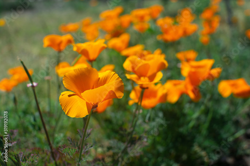 Macro view of rare orange color poppy growing in the field 