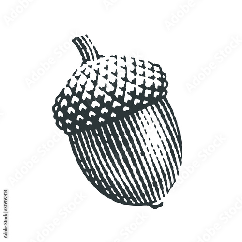 Acorn. Hand drawn engraving style illustrations.