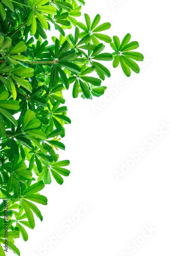 Leaves on a white background insert clipping path