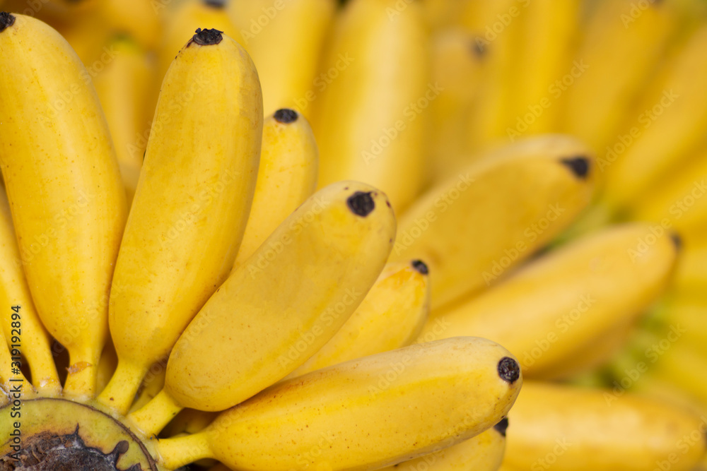 Bunch of ripe bananas or Pisang Mas bananas over yellow background
