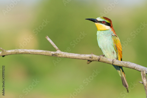 beautiful wild bird sits on a dry branch