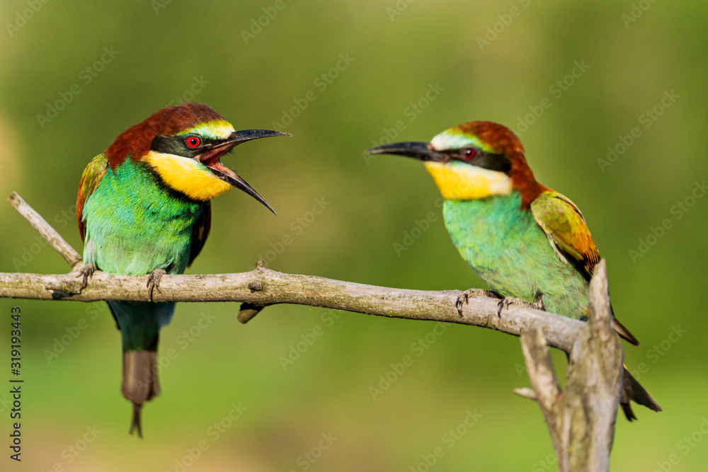 birds of paradise swear sitting on a branch birds of paradise swear sitting on a branch