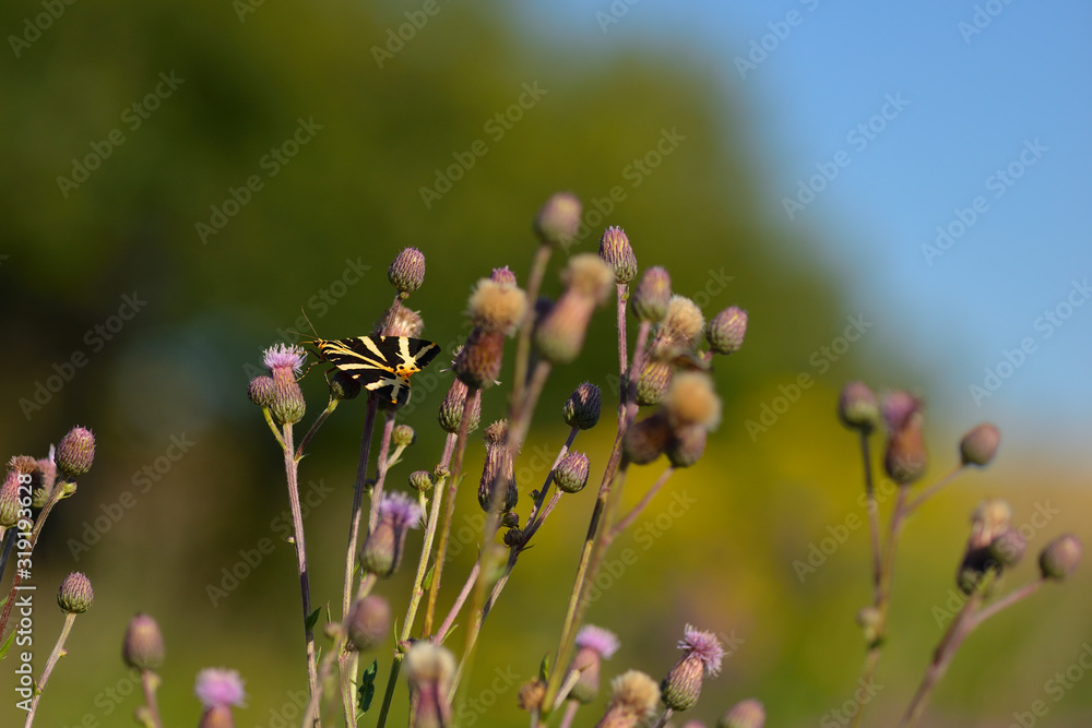Russischer Bär (Euplagia quadripunctaria) Russischer Bär (Euplagia quadripunctaria)