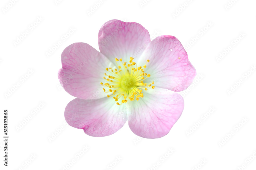 Pink Dog Rose Hip Flower Macro Isolated on White