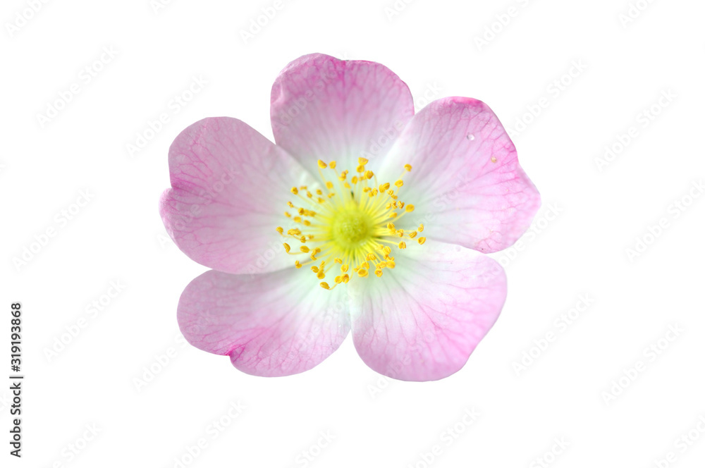 Fototapeta premium Pink Dog Rose Hip Flower Macro Isolated on White
