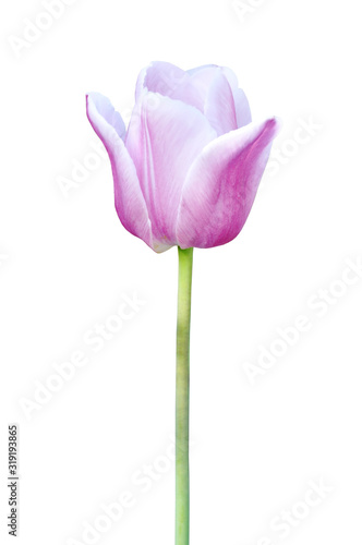 Beautiful pink tulip flower isolated on white for design greeting card decor