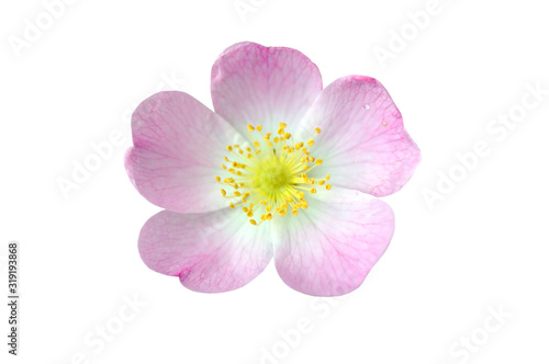 Pink Dog Rose Hip Flower Macro Isolated on White