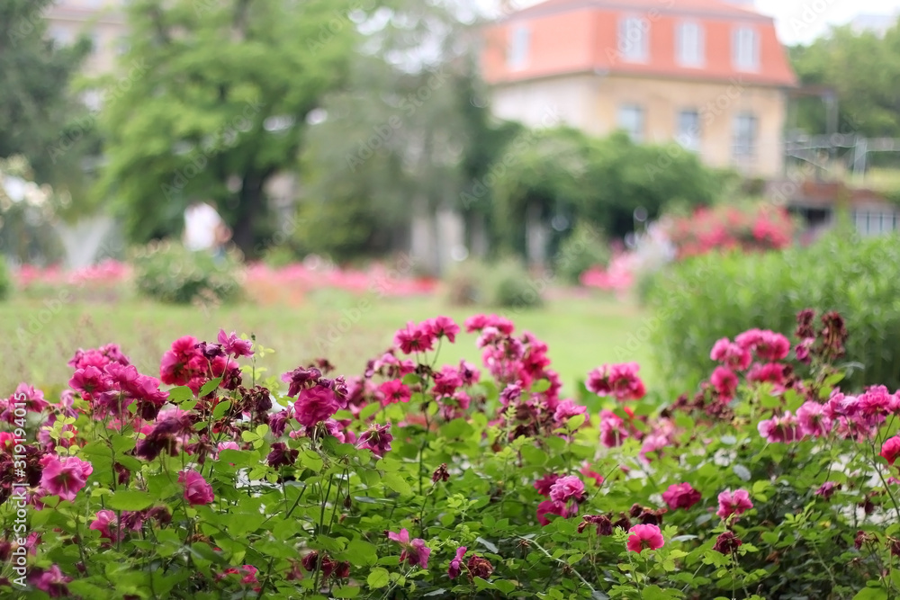 Vibrant pink roses in botanical garden in Zagreb, Croatia. Selective focus.