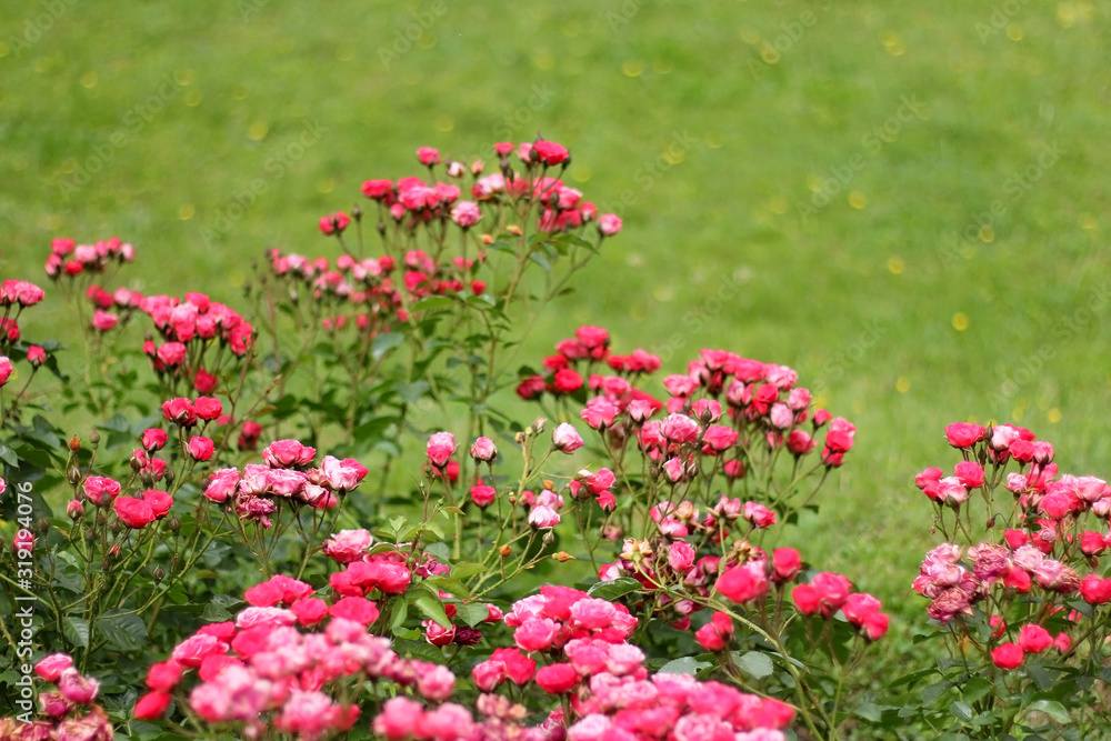 Vibrant pink roses in botanical garden in Zagreb, Croatia. Selective focus.