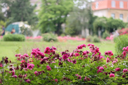 Vibrant pink roses in botanical garden in Zagreb, Croatia. Selective focus.