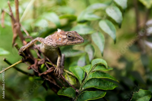 lizard on rock © Pongsak