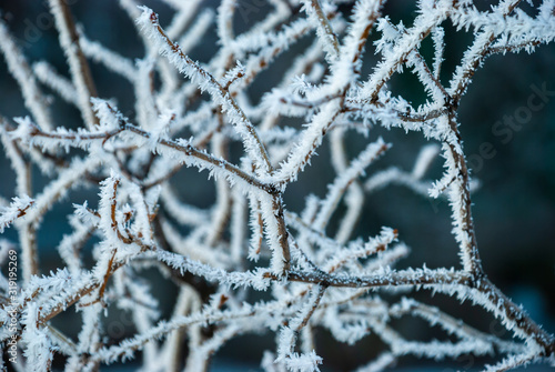 Ukrainian winter weather tales frosted branch ice rime macro photography