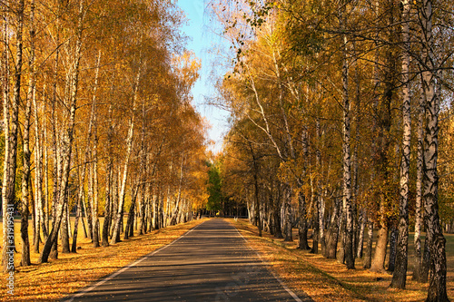 Asphalt road in golden autumn forest. Rows of birches along the road. Colorful vibrant treed corridor landscape during the autumn season
