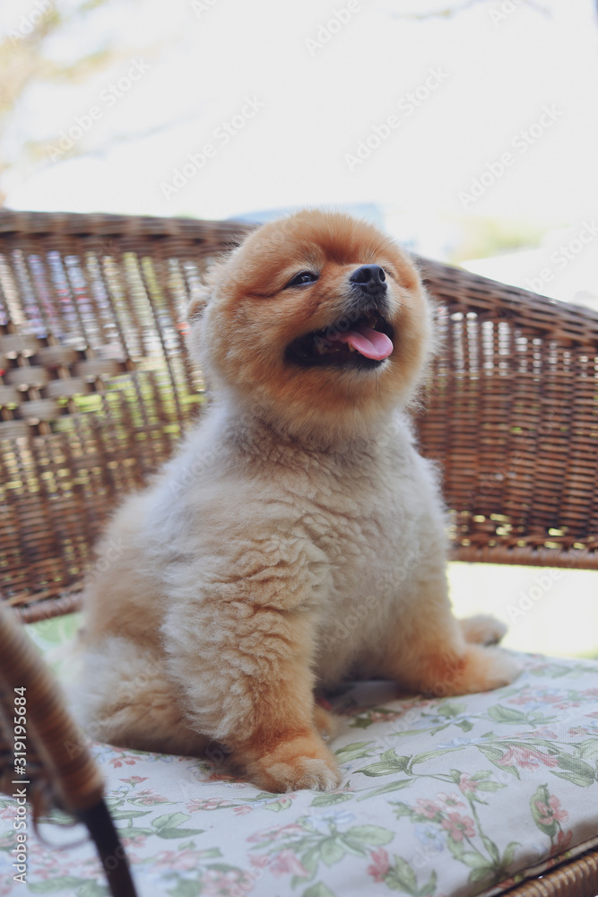 Φωτογραφία cute brown pomeranian dog animal, fluffy small pet happy smile friendly sitting