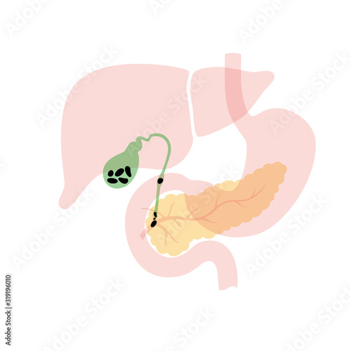 pancreas and gallbladder