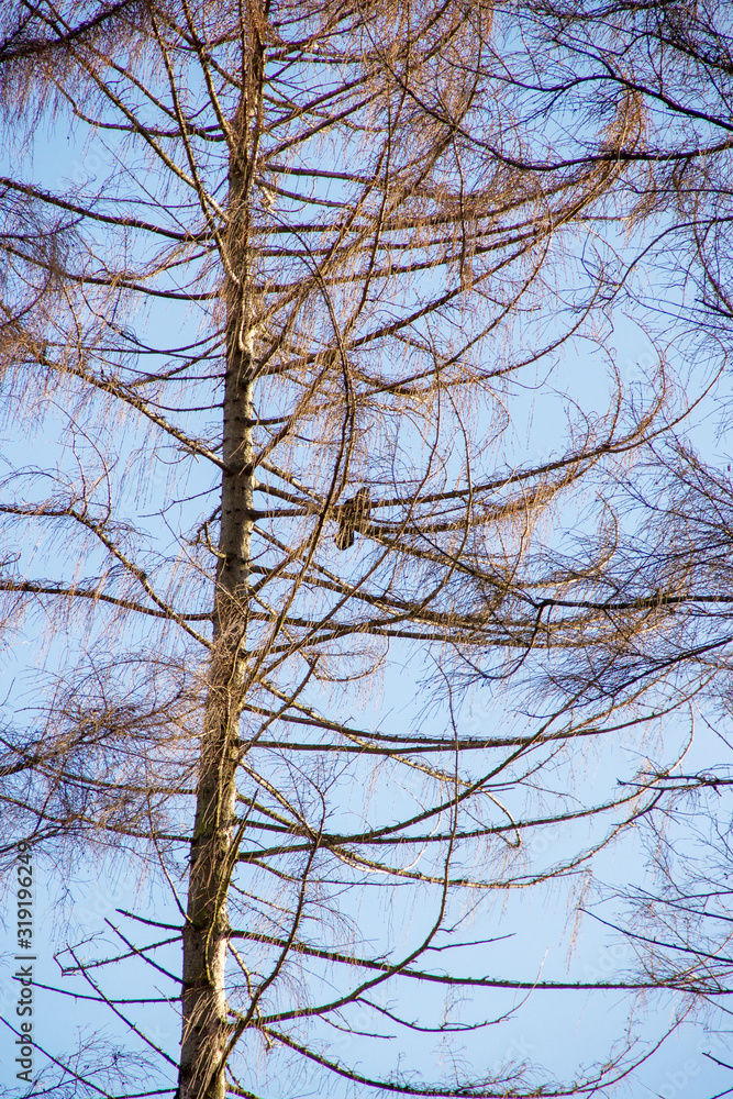 grosser Nadelbaum mit einem auf einem Ast sitzenden Vogel grosser Nadelbaum mit einem auf einem Ast sitzenden Vogel