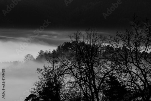 Early morning mist before sunrise landscape seen through a tree branches in black and white. © sorin