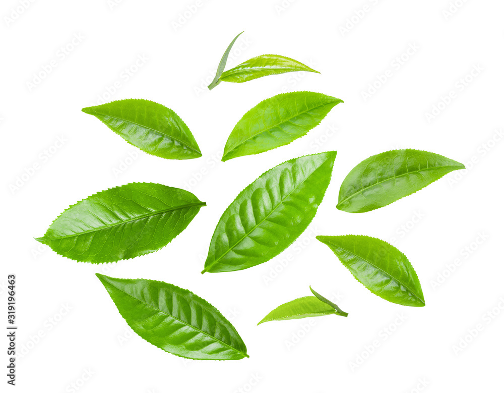 green tea leaf isolated on white green tea leaf isolated on white