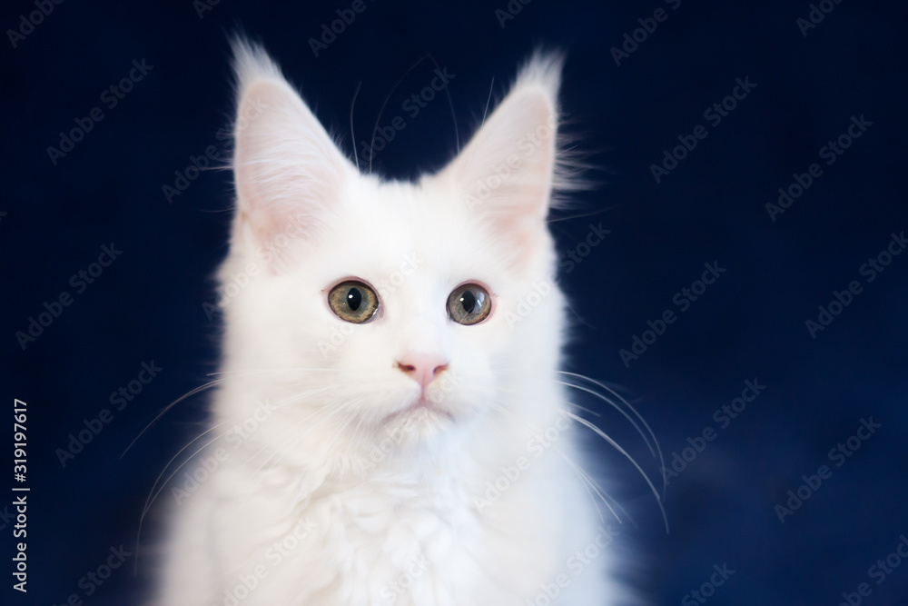 Adorable white maine coon kitty portrait on a blue background